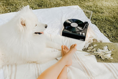 Girls legs, nice white dog and a record player on a picnic blanket